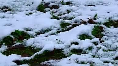 冬天雪景实拍视频视频的预览图